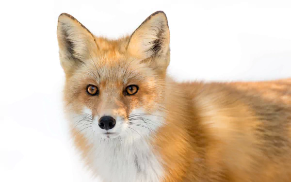  Red Fox