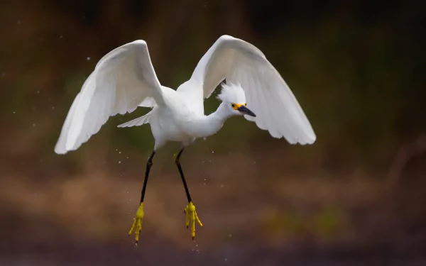 bird Animal egret HD Desktop Wallpaper | Background Image