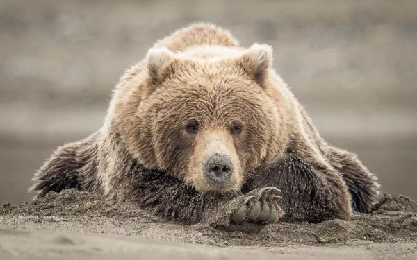 Animal bear HD Desktop Wallpaper | Background Image