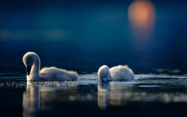 Two fluffy cygnets (baby swans) drifting on calm water at dusk, soft reflections and deep blue tones — 5K Ultra HD PC desktop wallpaper/background.