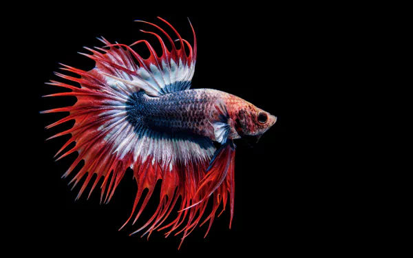 fish Animal betta HD Desktop Wallpaper | Background Image