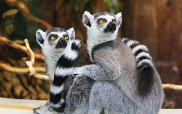 Animal lemur HD Desktop Wallpaper | Background Image