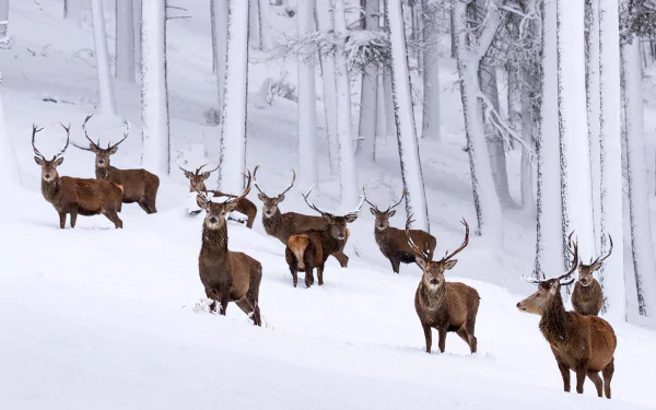 HD PC desktop wallpaper of red deer stags standing in deep snow among tall trees in Cairngorms National Park, Scotland, winter landscape.