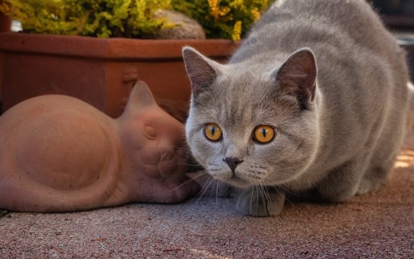 Animal Cat Cats HD Wallpaper | Background Image