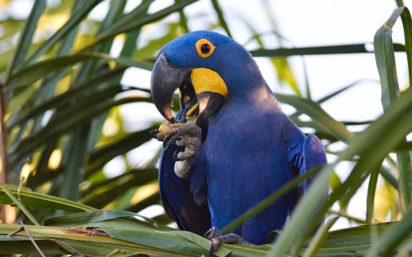 HD PC desktop wallpaper: close-up of a hyacinth macaw with vivid blue plumage and yellow eye ring, perched in green palm fronds, holding and cracking a nut.