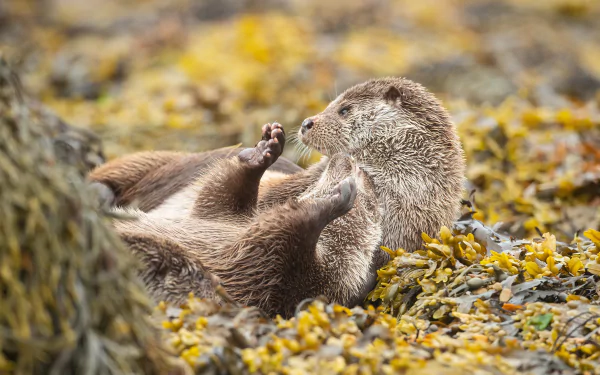 Animal otter HD Desktop Wallpaper | Background Image