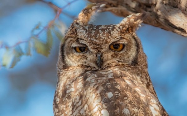 Animal Great horned owl Birds Owls Owl Bird HD Wallpaper | Background Image