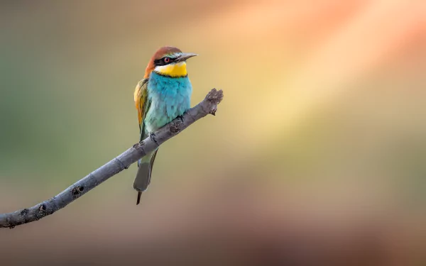  European Bee-eater (merops apiaster)