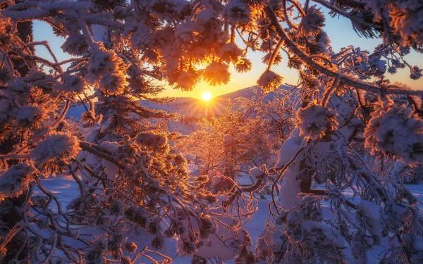 HD PC desktop wallpaper/background: snow-laden branches frame a golden Finnish winter sunset, warm sunbeams filtering through frosty needles over a snowy nature landscape.