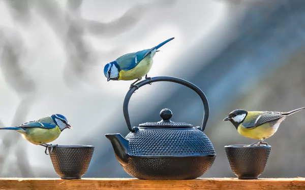 teapot bird Animal titmouse HD Desktop Wallpaper | Background Image
