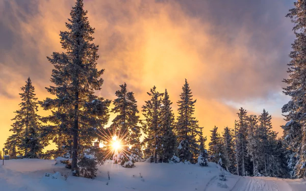 HD wallpaper of a winter sunset with a vibrant cloud-filled sky above a snowy forest.