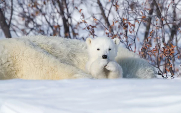 HD desktop wallpaper of a cute polar bear cub nestled in the snow, with bare trees in the background.