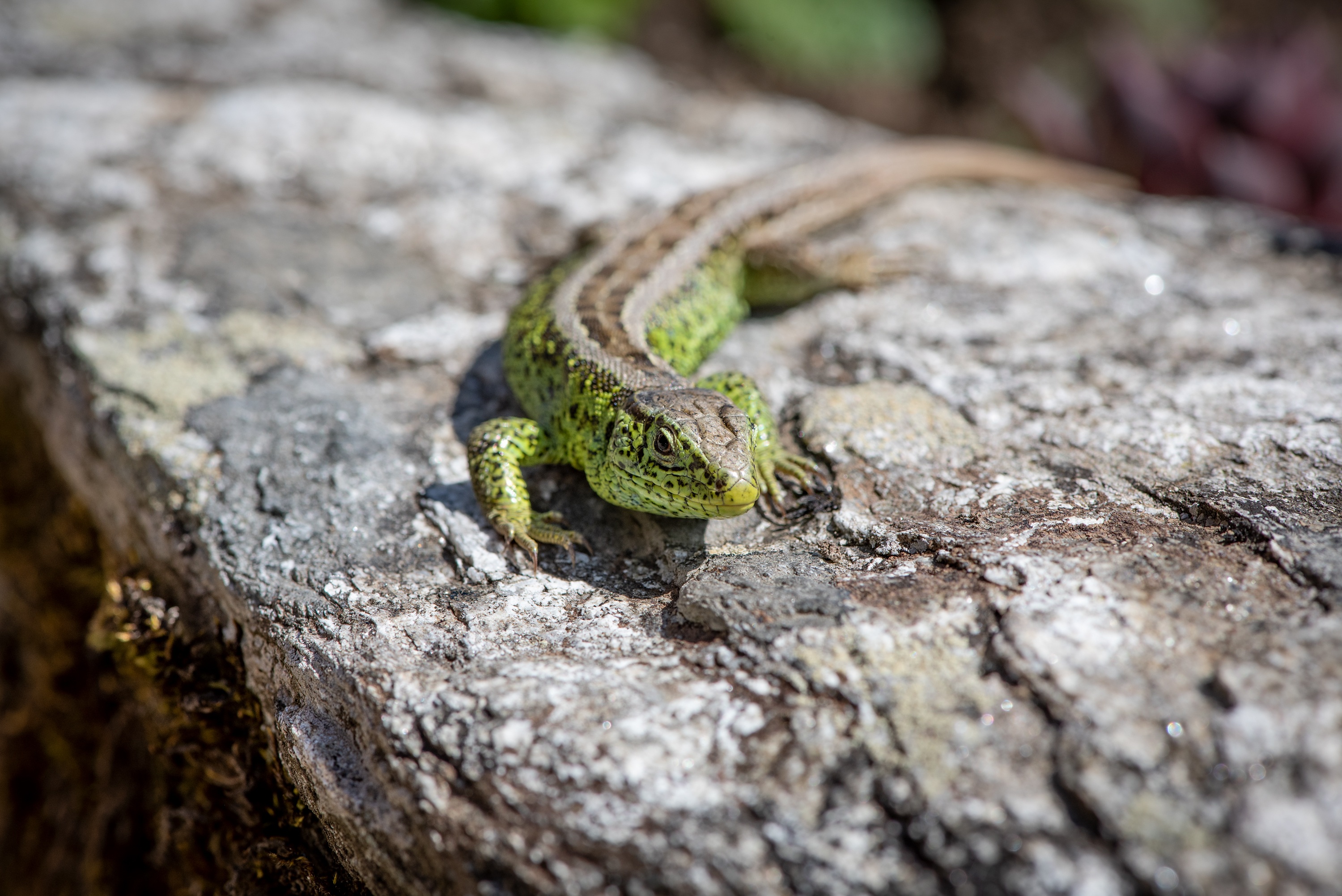 Green lizard sunbathing on a rock