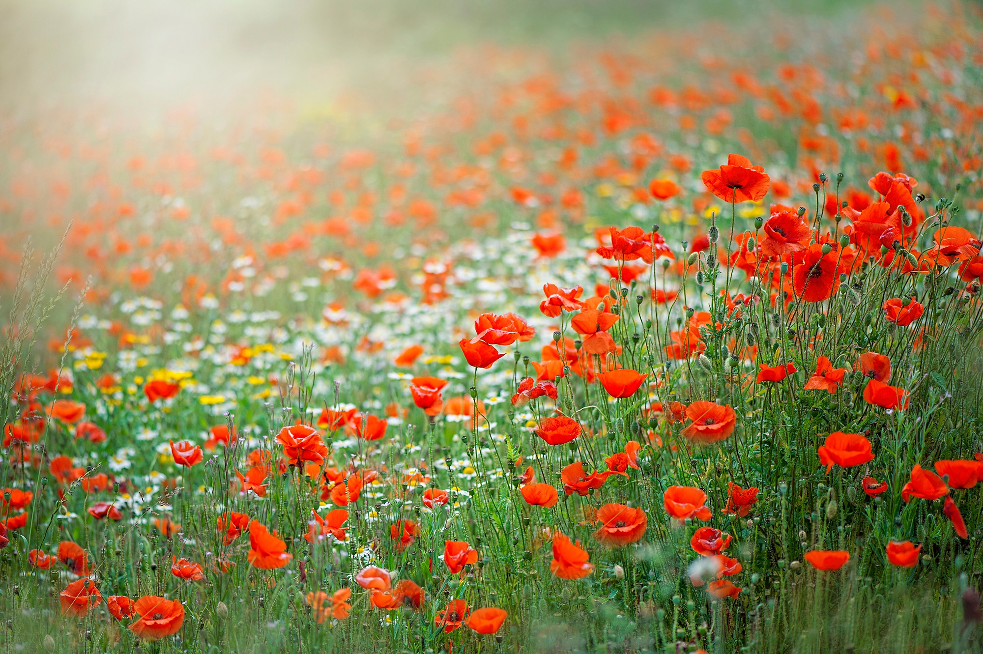 Download Nature Blur Field Red Flower Flower Summer Poppy HD Wallpaper
