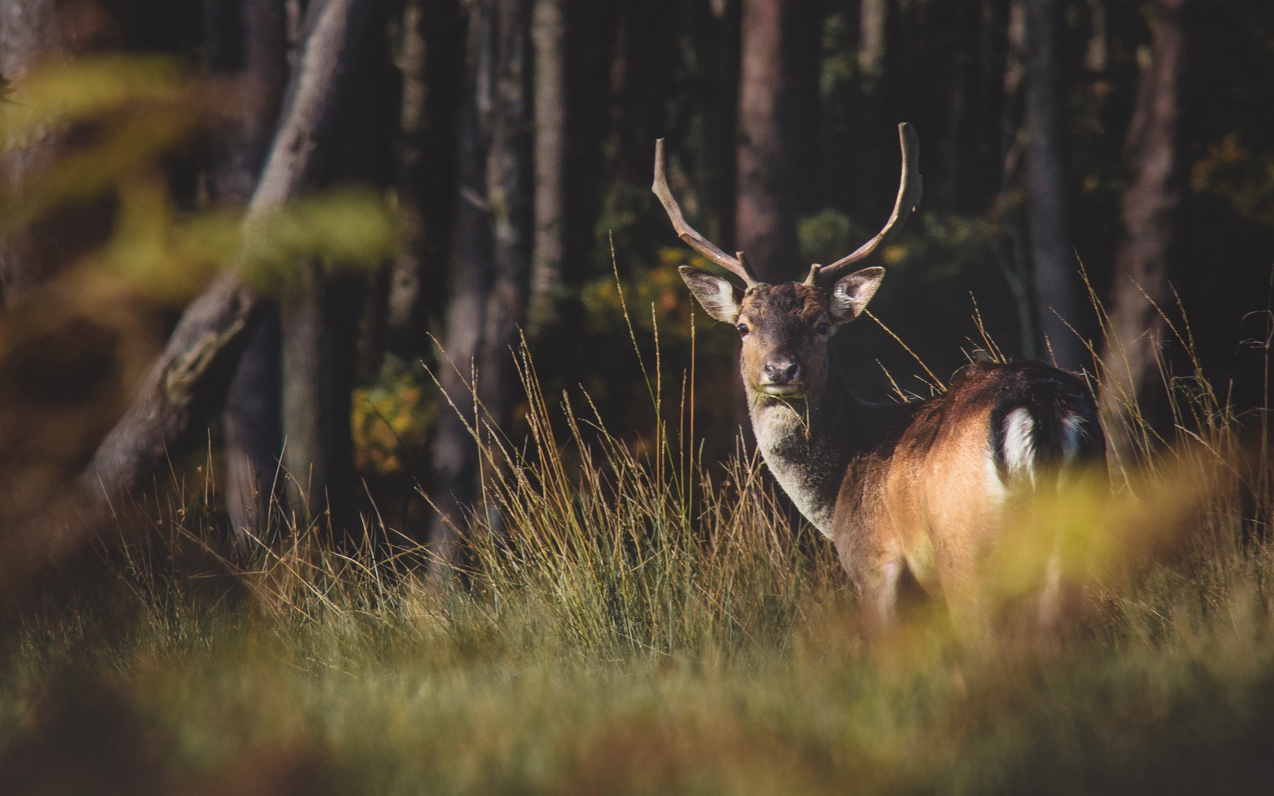 Animal Deer HD Wallpaper