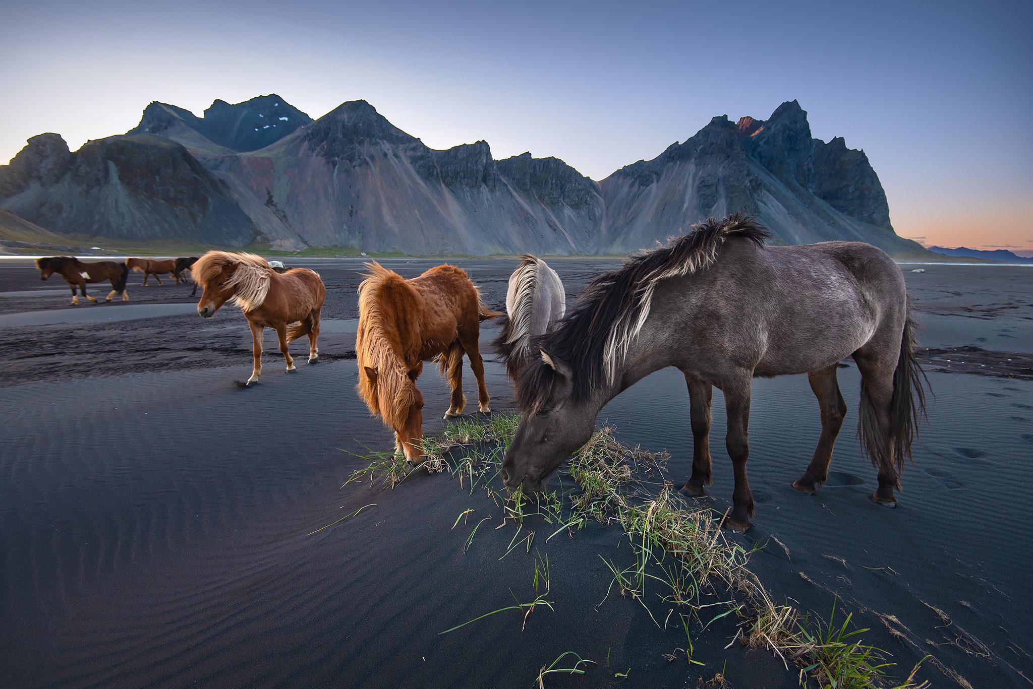 download-beach-iceland-animal-horse-hd-wallpaper