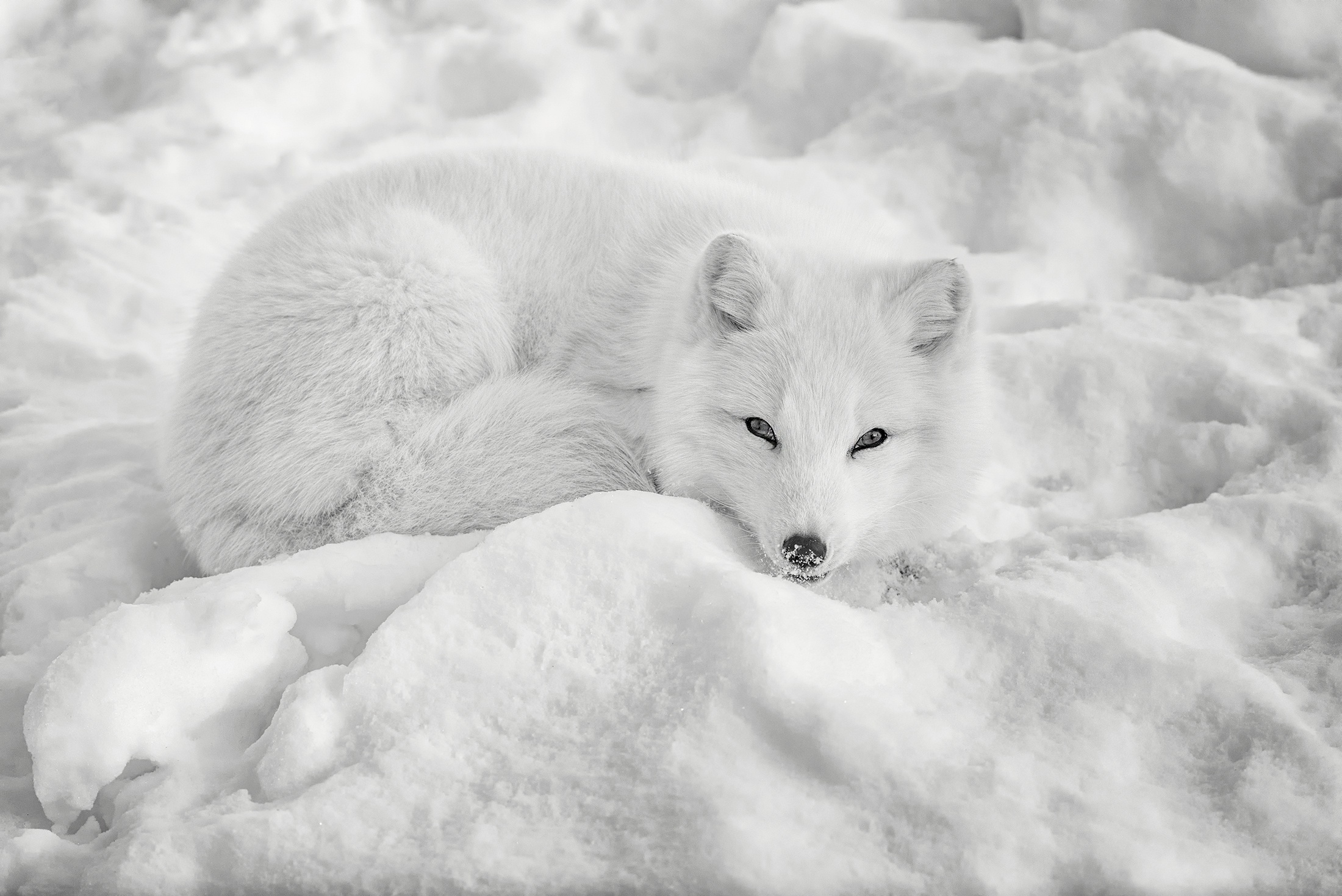 Download Fox Snow Winter Animal Arctic Fox HD Wallpaper