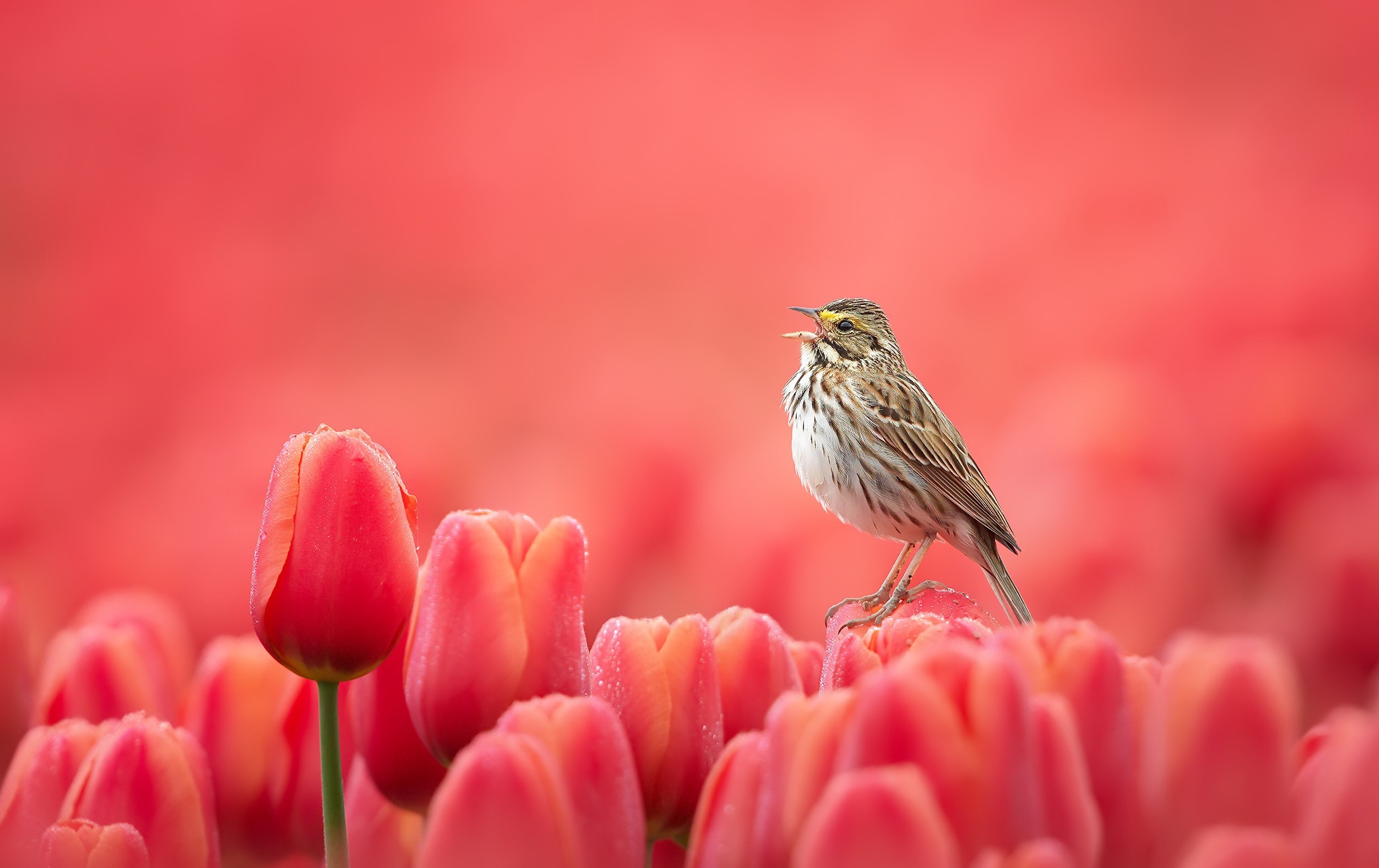 Savannah Sparrow (Passerculus sandwichensis)