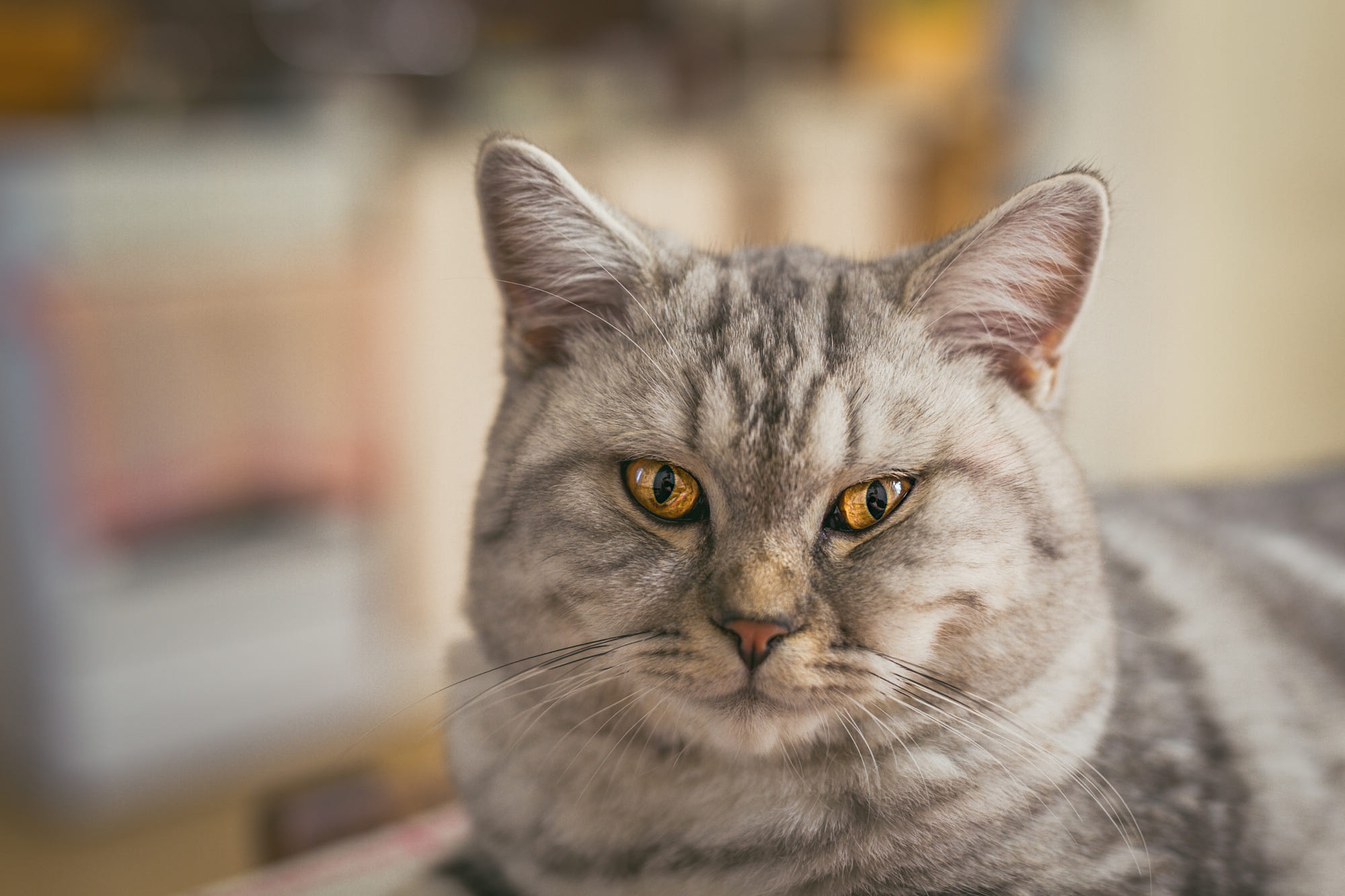 Download Stare Animal Cat HD Wallpaper