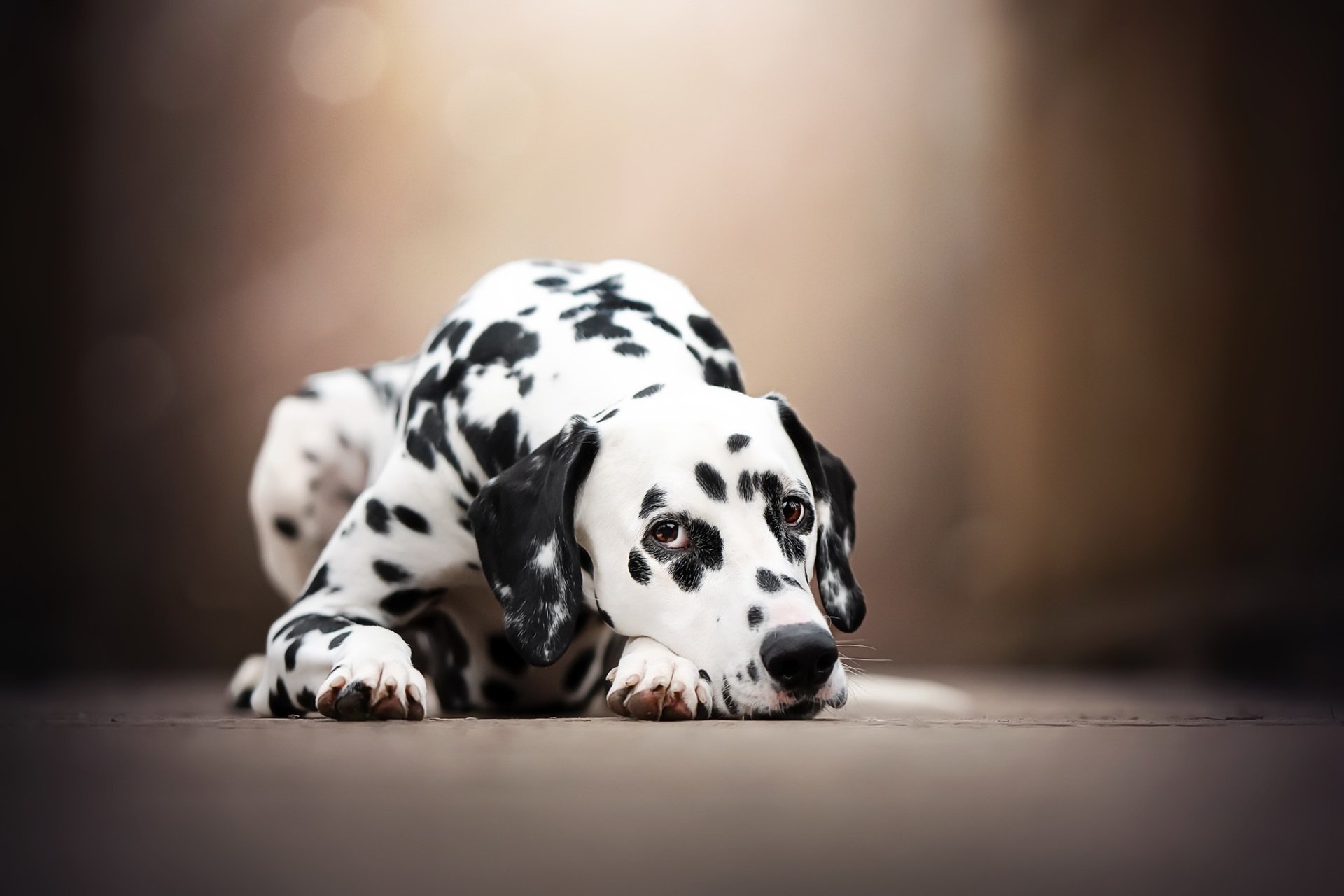 Download Depth Of Field Dog Animal Dalmatian HD Wallpaper