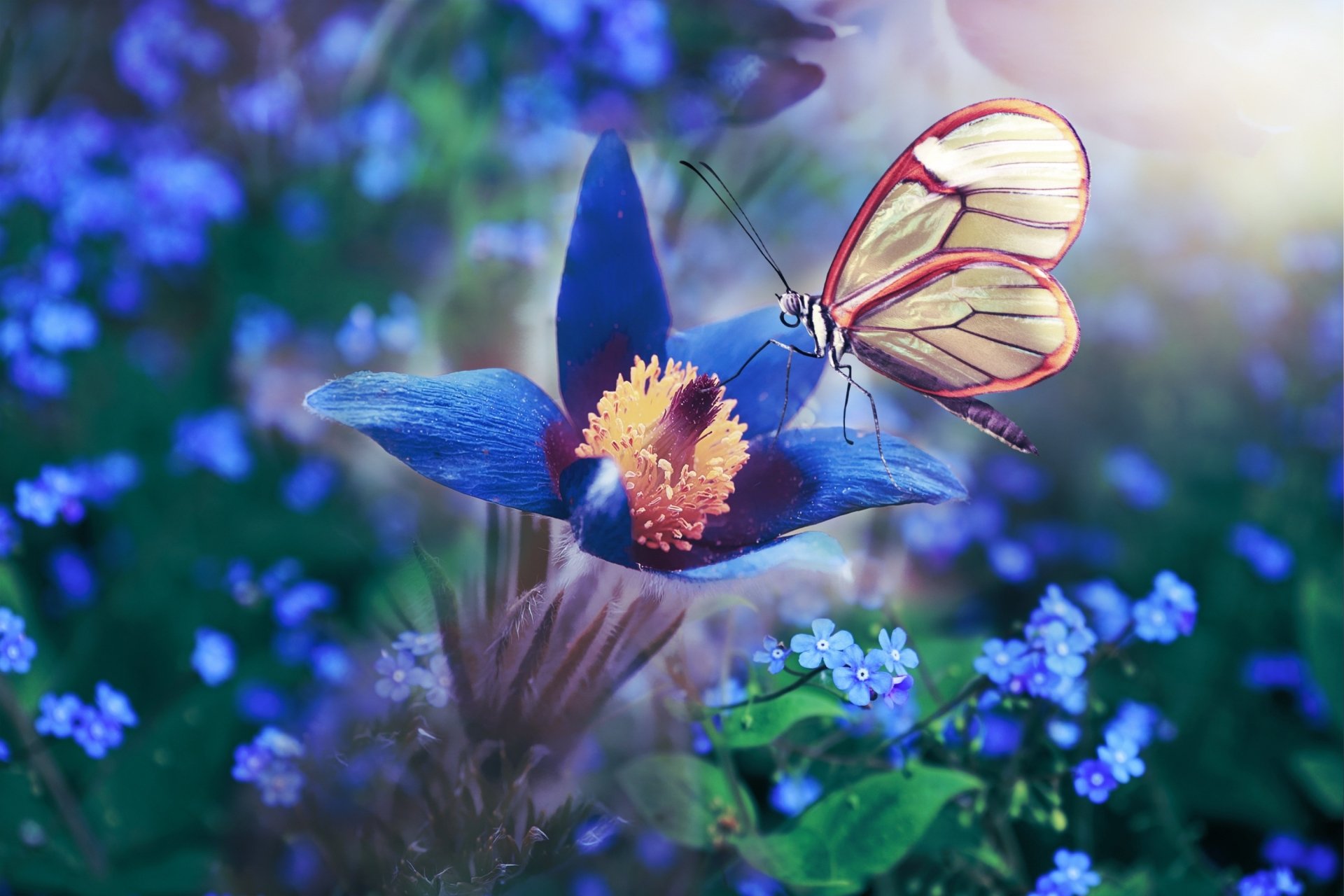 Download Blue Flower Insect Anemone Nature Flower Macro Animal Butterfly HD Wallpaper