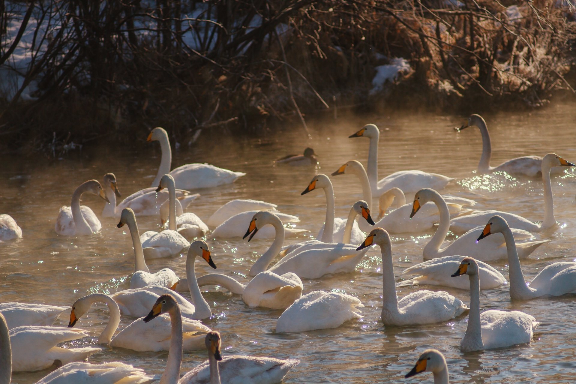 Download Swan Bird Animal Tundra Swan HD Wallpaper
