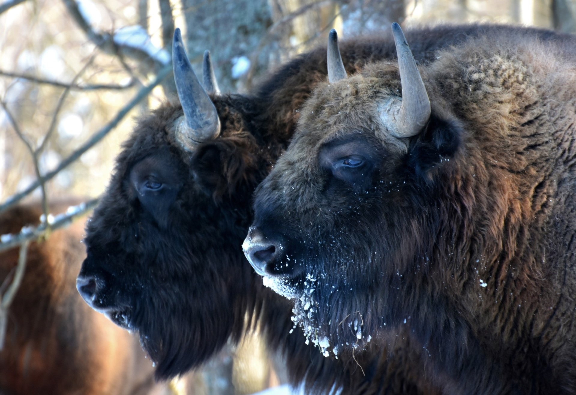 Download Animal American Bison HD Wallpaper