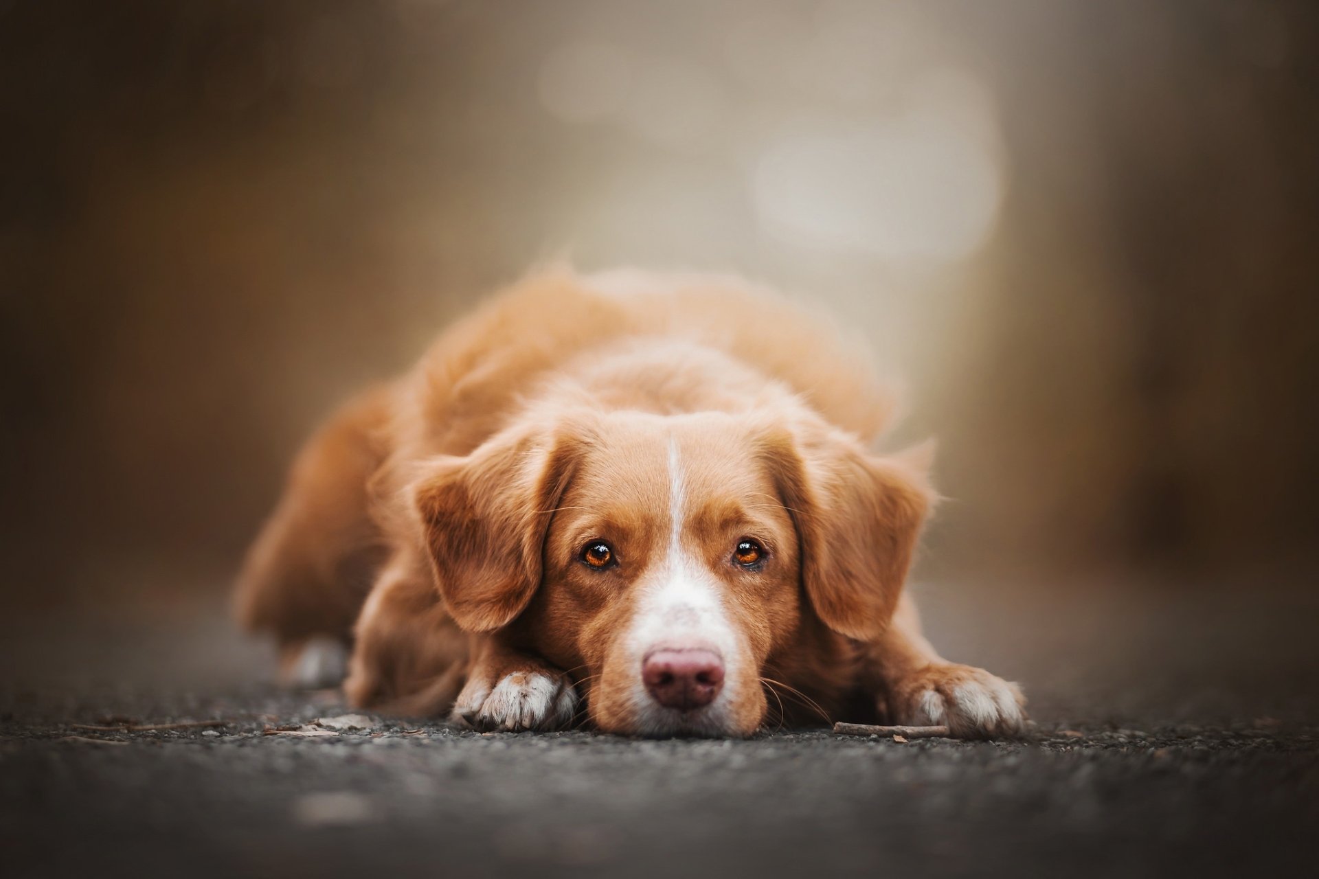 Download Stare Depth Of Field Animal Dog HD Wallpaper | 2048x1365 ...