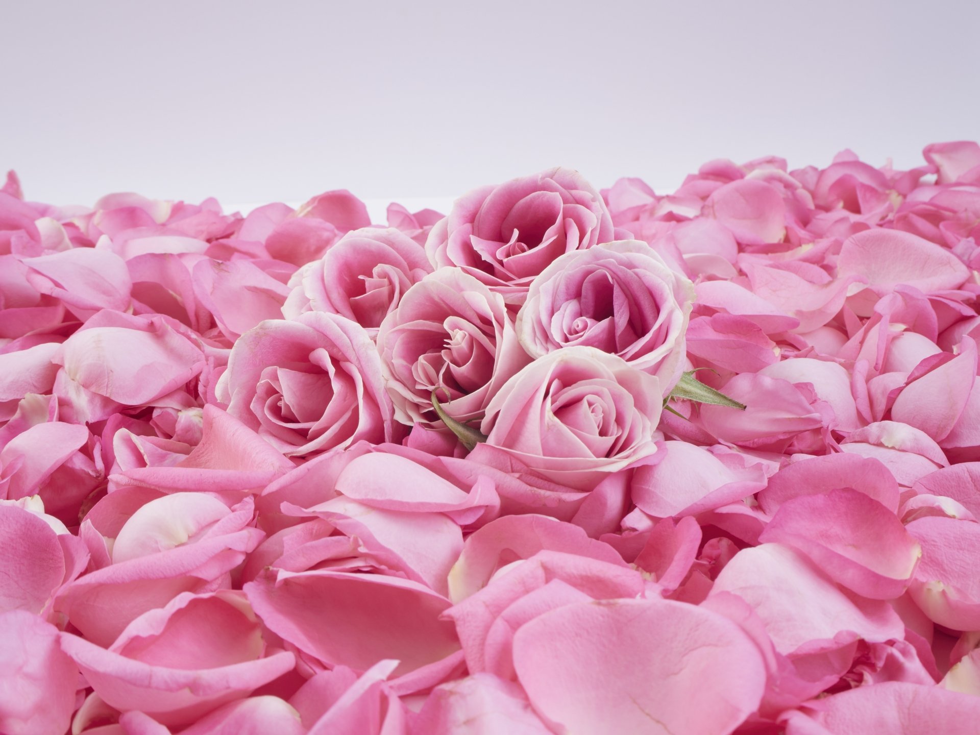 Download Flower Pink Flower Petal Nature Rose 4k Ultra HD Wallpaper ...