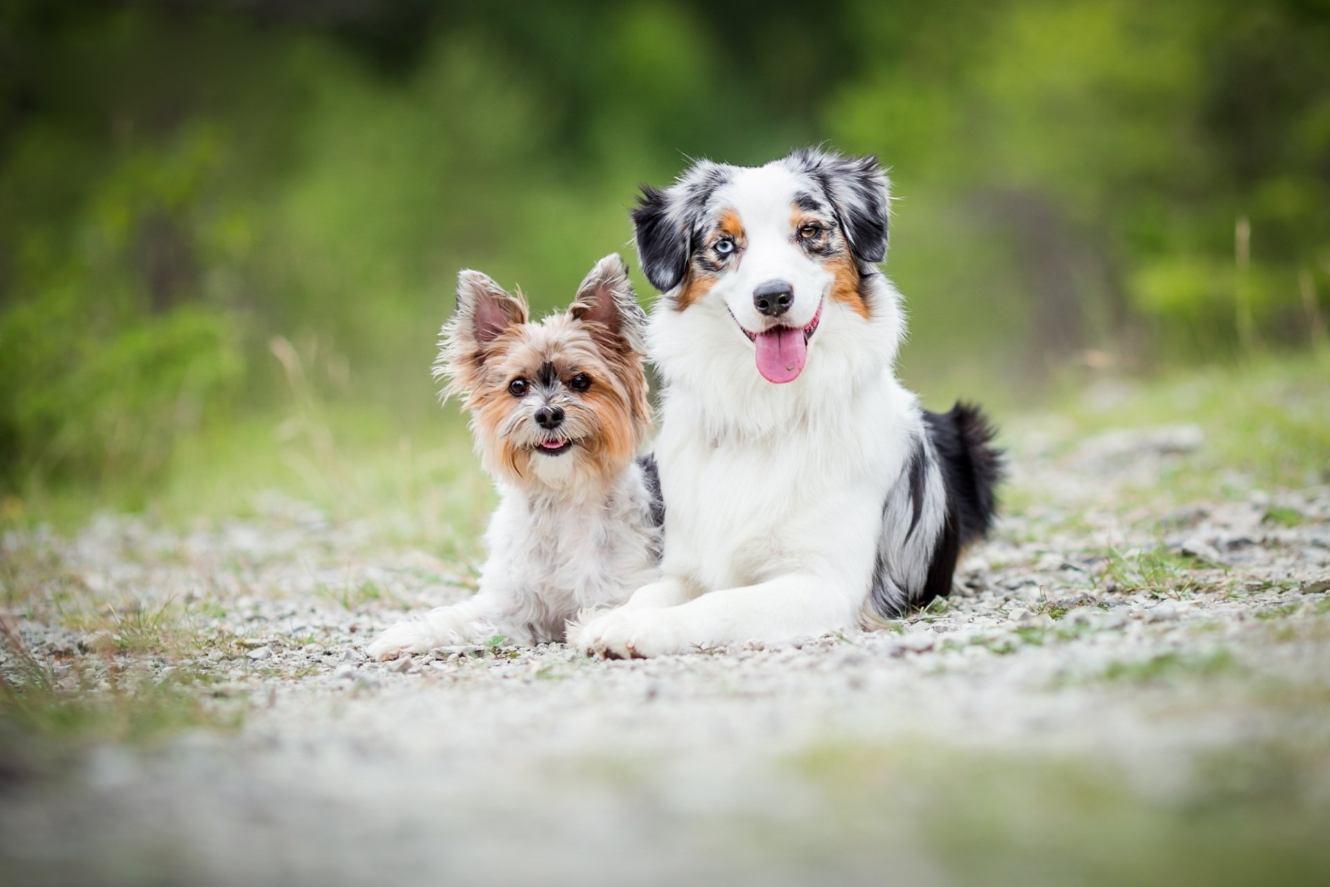 Download Depth Of Field Australian Shepherd Yorkshire Terrier Animal Dog HD Wallpaper