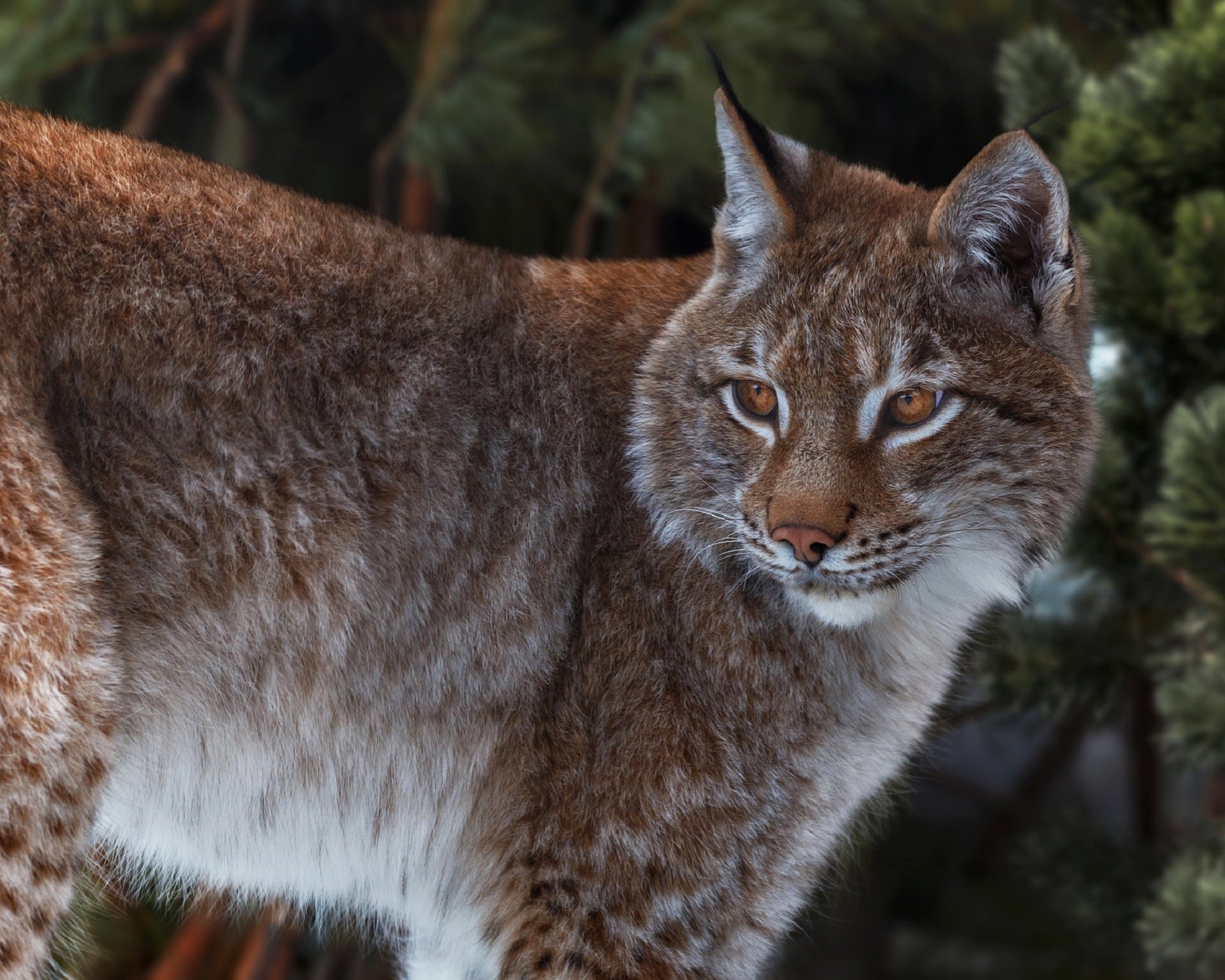 Download Animal Lynx HD Wallpaper by Oleg Bogdanov