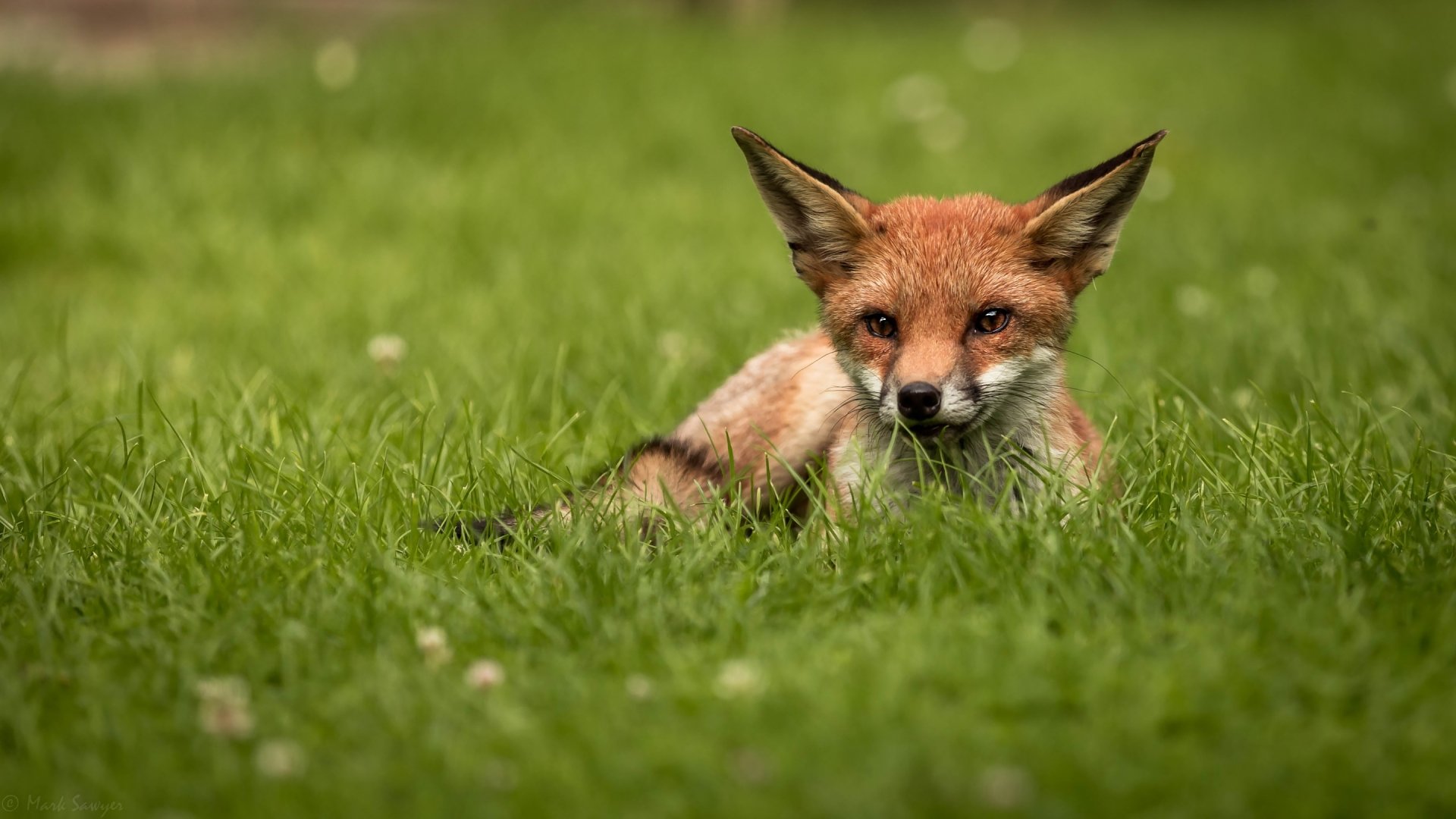 Download Grass Animal Fox HD Wallpaper