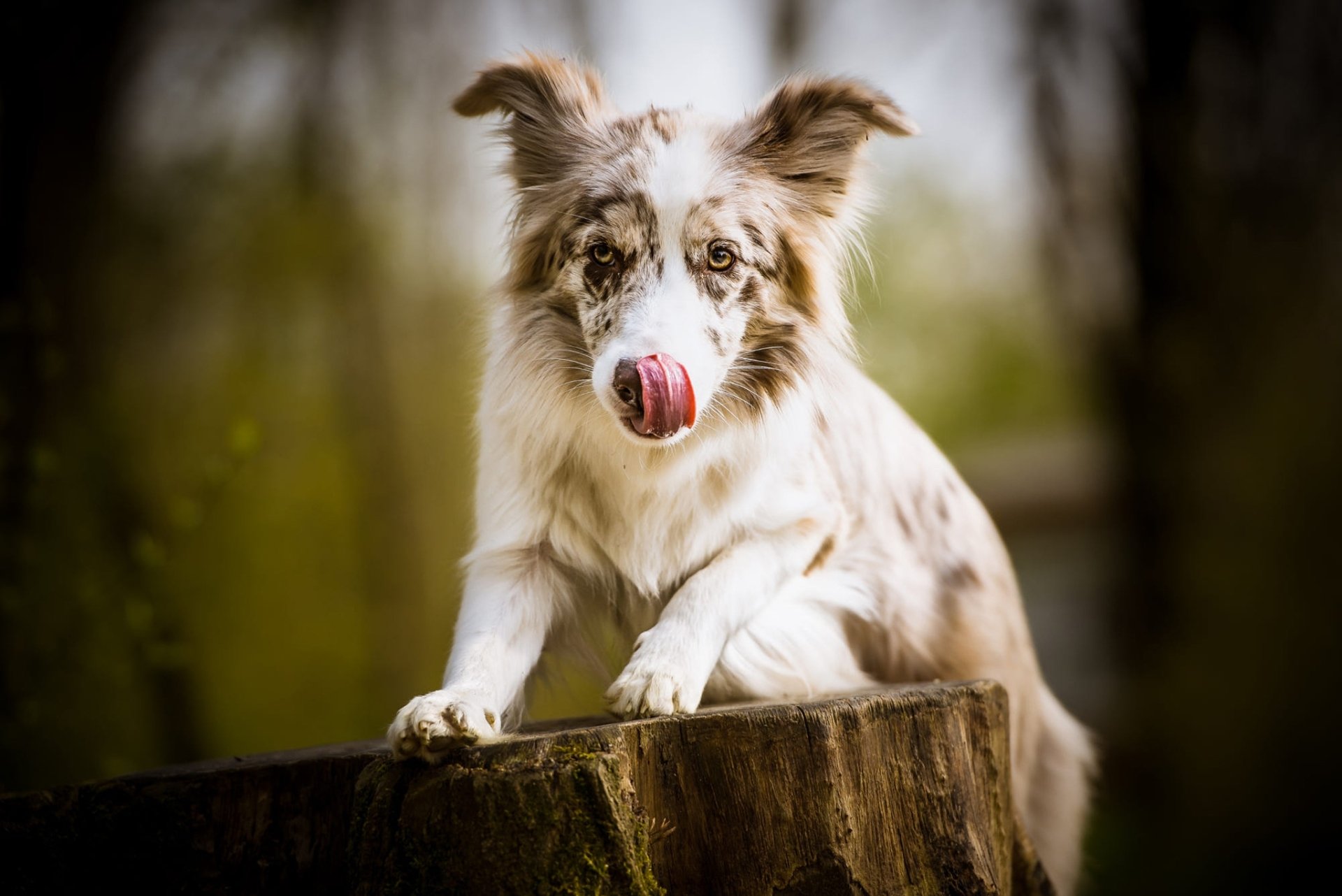 Download Depth Of Field Dog Animal Australian Shepherd HD Wallpaper