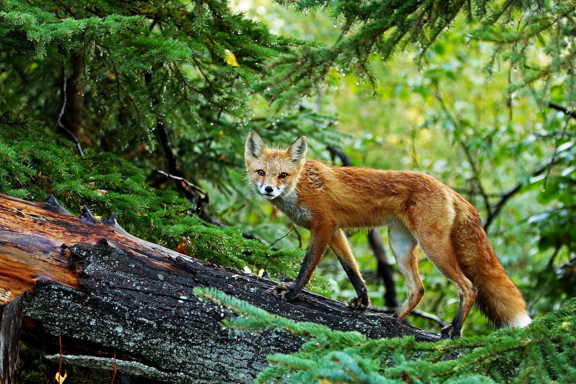 Animal Fox HD Wallpaper