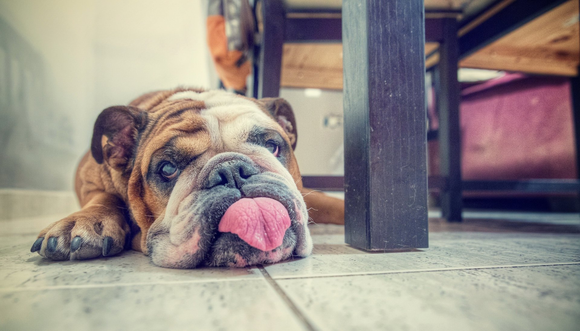 Download Dog Animal Bulldog HD Wallpaper | 2400x1369 | Wallpaper Abyss