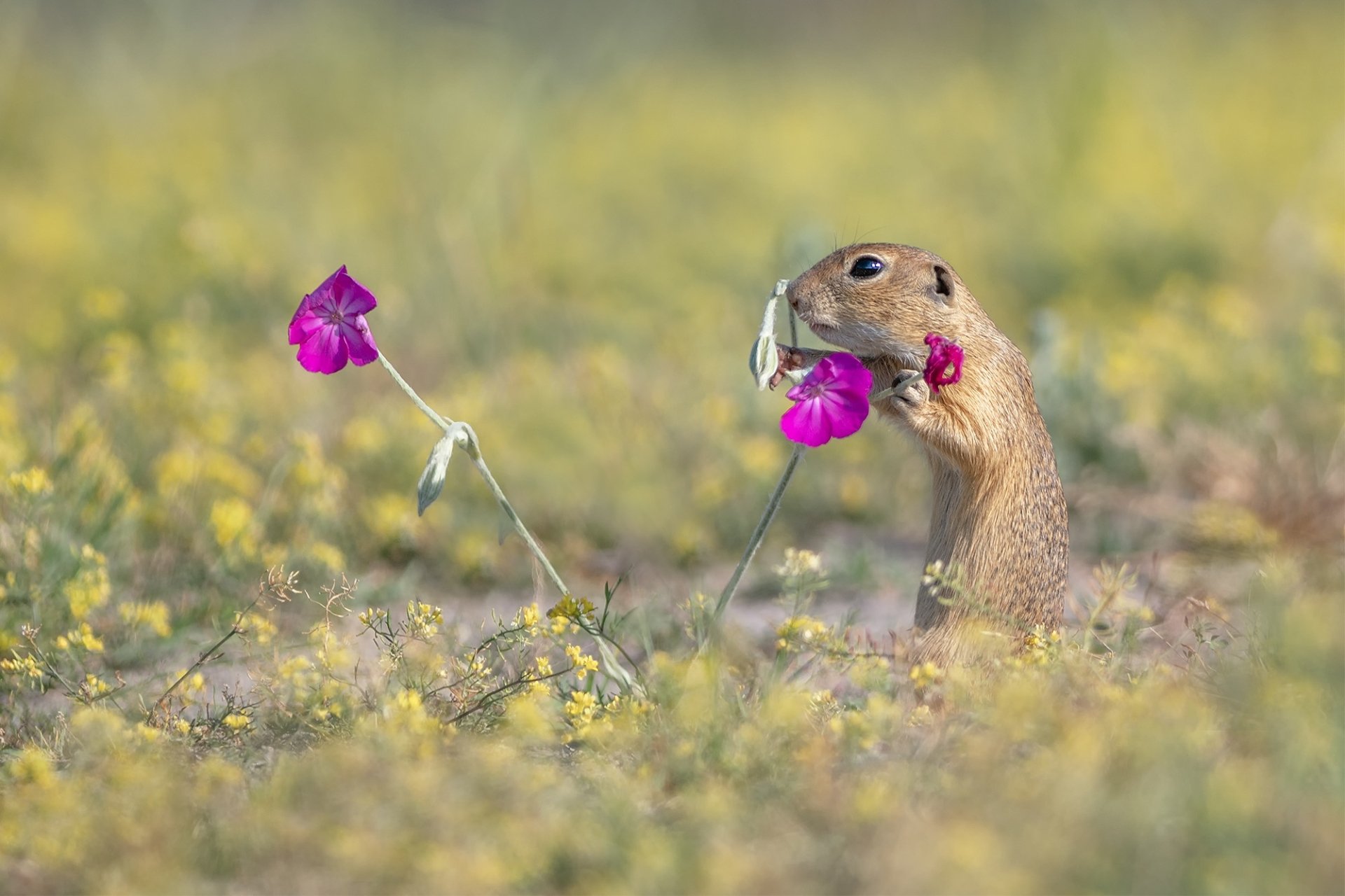 Download Flower Animal Gopher HD Wallpaper