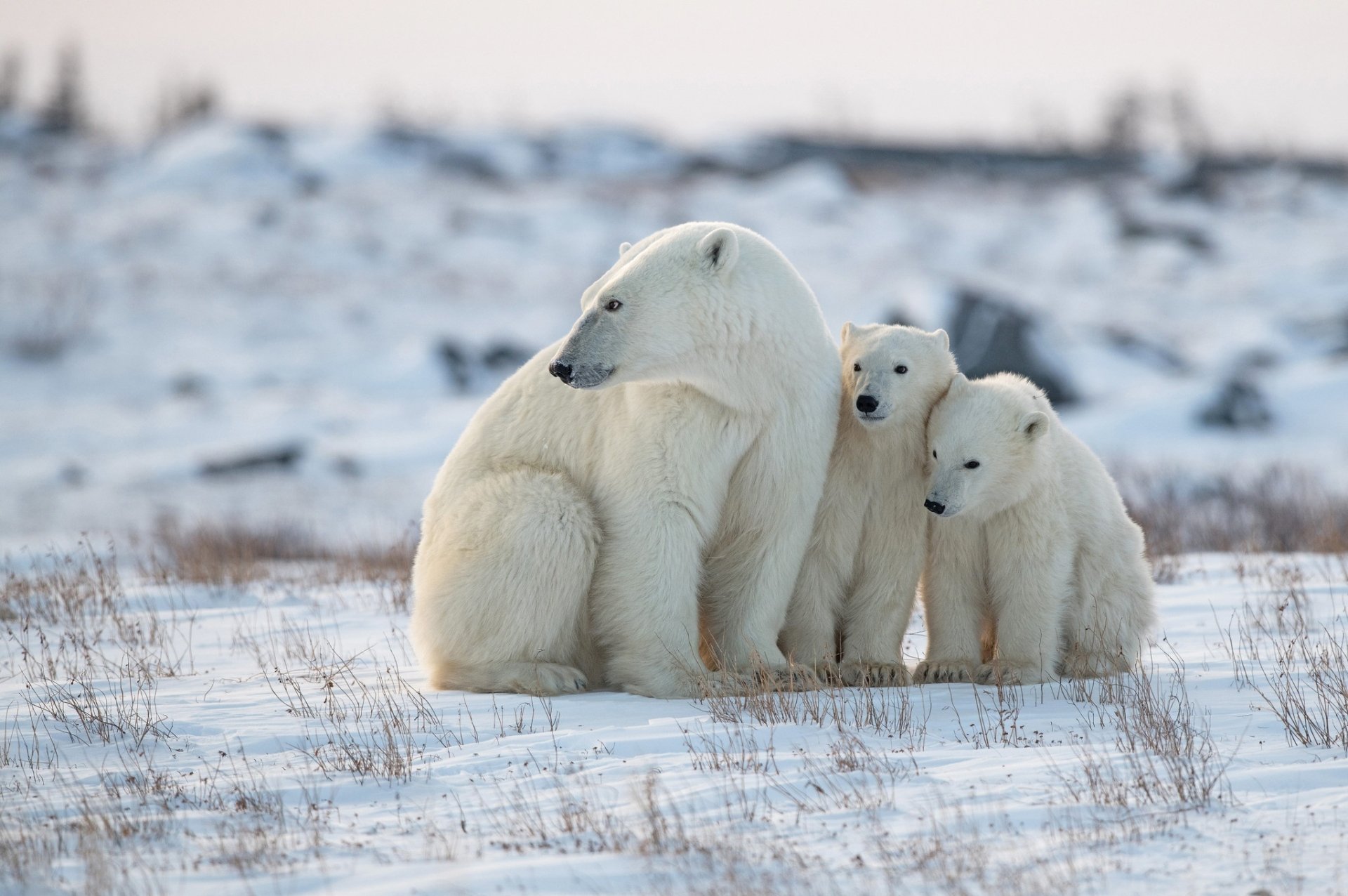 A polar bear mother with two cubs sits together on snowy winter terrain, captured in crisp HD quality as a desktop wallpaper background.
