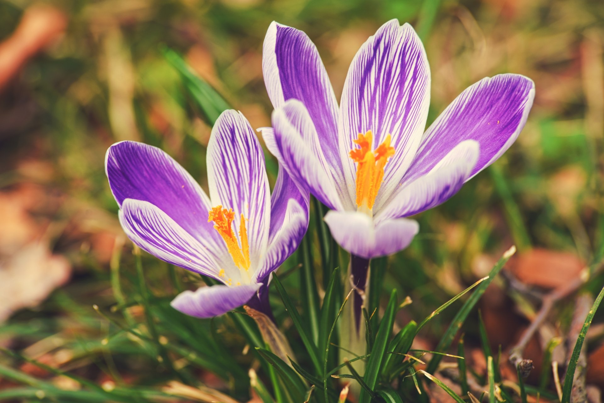 Download Purple Flower Macro Flower Nature Crocus 8k Ultra HD Wallpaper
