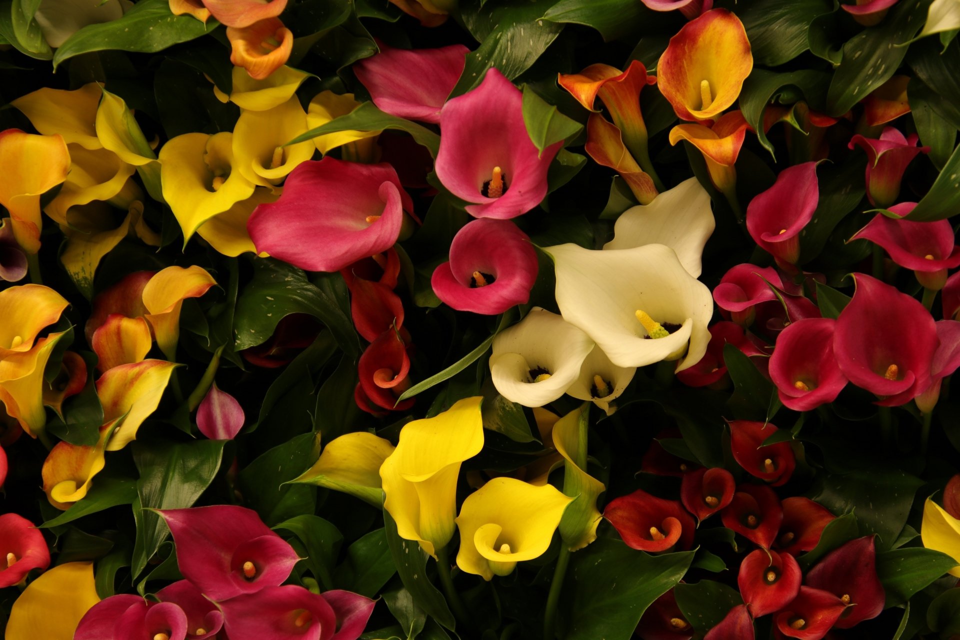 Download Yellow Flower Pink Flower Flower Nature Calla Lily 4k Ultra HD Wallpaper