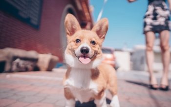 12 4k Ultra Hd 柯基壁纸 背景 Wallpaper Abyss