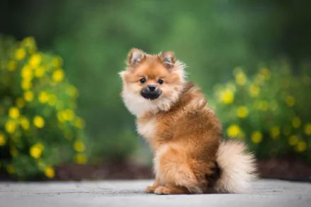 dog Animal spitz HD Desktop Wallpaper | Background Image