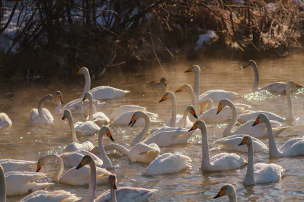 swan bird Animal Tundra swan HD Desktop Wallpaper | Background Image