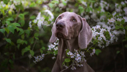 dog Animal weimaraner HD Desktop Wallpaper | Background Image