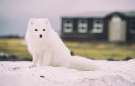  Sitting and observing by Jonatan Pie