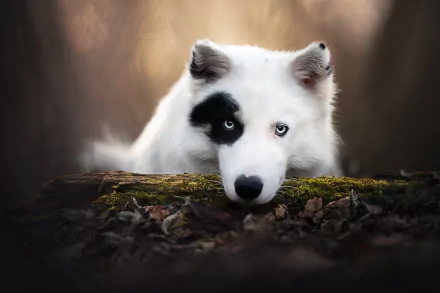 puppy baby animal yakutian Laika Animal dog HD Desktop Wallpaper | Background Image