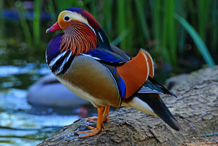 bird Animal mandarin duck HD Desktop Wallpaper | Background Image