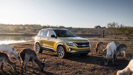 SUV yellow car car Kia vehicle Kia Seltos HD Desktop Wallpaper | Background Image