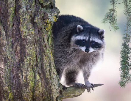 Raccoon animal peering from behind a tree against a soft-focus backdrop — 2K Quad HD PC desktop wallpaper and background.