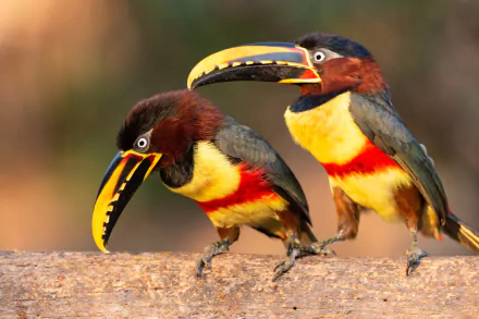 aracari bird Animal toucan HD Desktop Wallpaper | Background Image