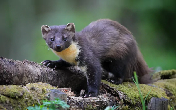 Animal marten HD Desktop Wallpaper | Background Image